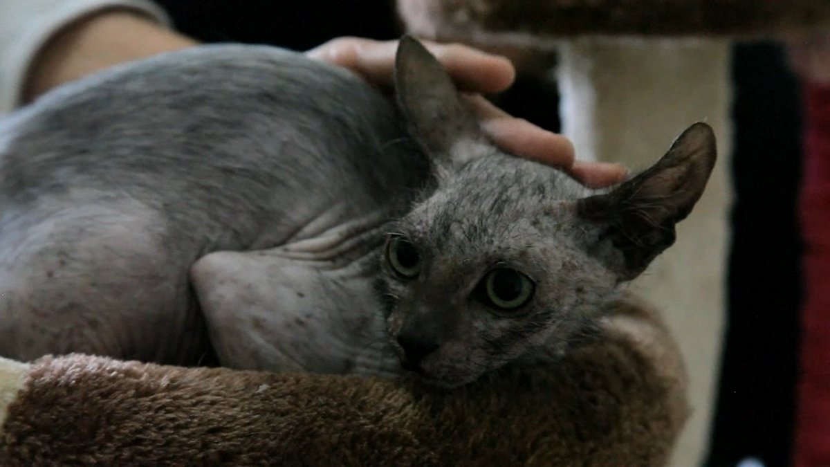 Bfmtv Video Afrique Du Sud Un Chat Garou Tres Rare Trouve Dans Un Parc T Co Kj9sw8fas1