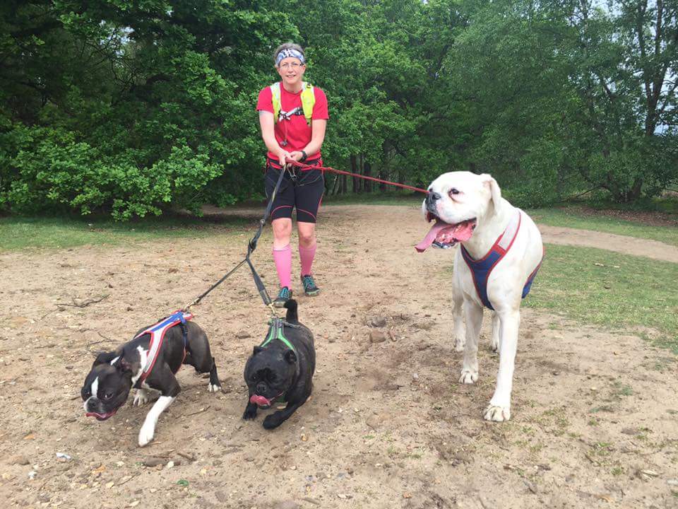 Boo_boxer's tweet photo. Gentle jog with the humum https://t.co/10VBLDHcZP