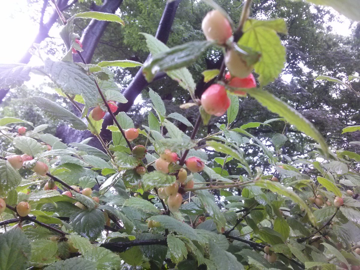 덕수궁 앵두가 익어가고 있습니다. 예쁘죠?