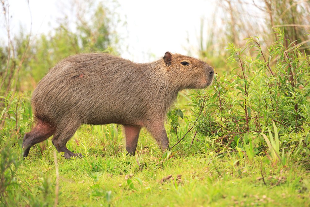 TuxEntToronto's tweet image. 📍.@HighParkZoo #Toronto LOOK OUT for 2 Capybaras! Leash your Dogs #The6ix #HighPark #Bloor 
insidetoronto.com/news-story/667…