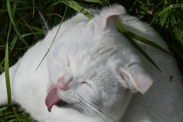 Chalky Choo Choo, Married To Marie ❤️ 🚂 tweet media