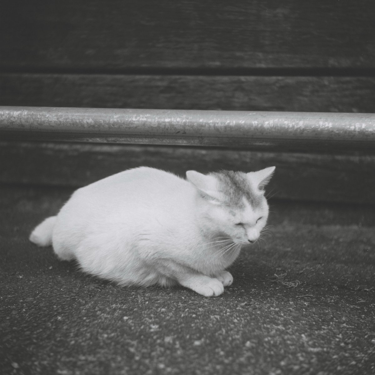 Cobooon's tweet photo. ２眼レフでの #写真 ようやくディスク開いた。
#Walzflex FUJI ブローニー ISO100 撮影。
ピントリングの動かない広角での撮影…。自分の足で歩いて画角切り取るのってやっぱり大事。次はカラーにも挑戦したいなぁ。 https://t.co/C3RJyaOgJZ