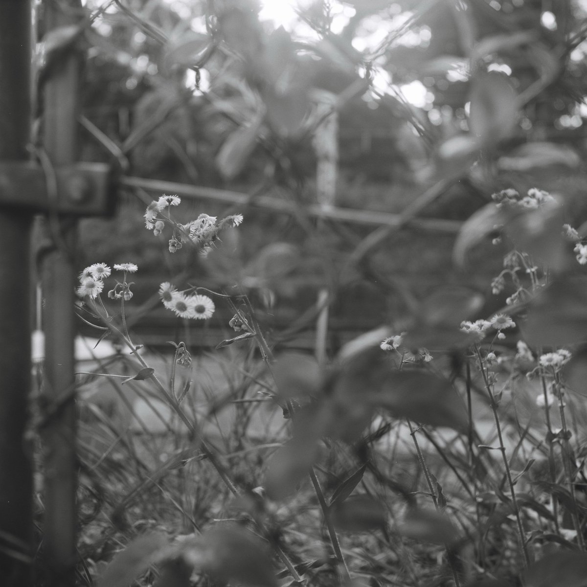 Cobooon's tweet photo. ２眼レフでの #写真 ようやくディスク開いた。
#Walzflex FUJI ブローニー ISO100 撮影。
ピントリングの動かない広角での撮影…。自分の足で歩いて画角切り取るのってやっぱり大事。次はカラーにも挑戦したいなぁ。 https://t.co/C3RJyaOgJZ