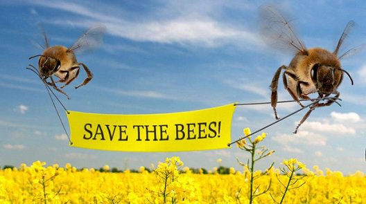 ThePerfectFoods's tweet image. One Third of Our Food Supply Depends on The Honey Bee — Please Help Save The Bees. #NoGMO #healthtip