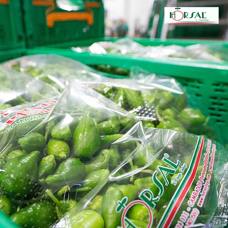 Horsalcoop's tweet photo. ¡Listo para que vengas a por el! Nuestro #pimientodepadron. ¡Con semillas seleccionadas por nosotros mismos! #Horsal https://t.co/A6ueHsWjGK