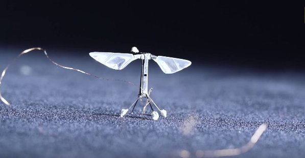 ectechiletisim's tweet photo. Dünyanın en küçük dronu "Robot Arı".
#robot #drone #robotbee #harvarduniversity #robotarı https://t.co/CcqdSF4JHQ https://t.co/Vgsko0Z1pt