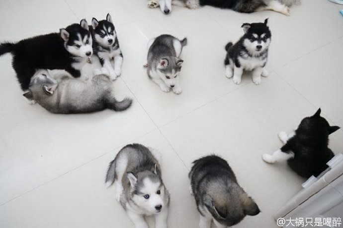 these photos of cute little siberian huskies are all over my weibo timeline...

suho is mother husky &amp; the 8 pupsㅋㅋㅋ
