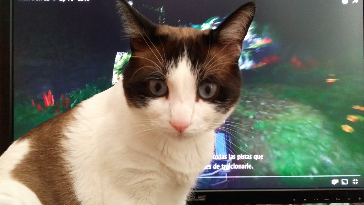 ChioUyuni's tweet image. Cuando quieres ver un vídeo pero Tornillo te lo pausa y se sienta en medio de la pantalla...