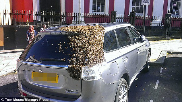 tsport100's tweet photo. Swarm of 20k bees follows PHEV around for two days after their queen gets stuck in the boot
https://t.co/JjzZbCrosX https://t.co/dFIB35ocZc