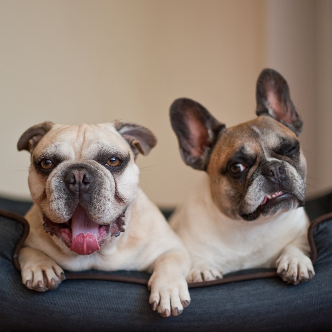 ....Where'd you hide those treats? #funny #dogs #TuesdayMotivation