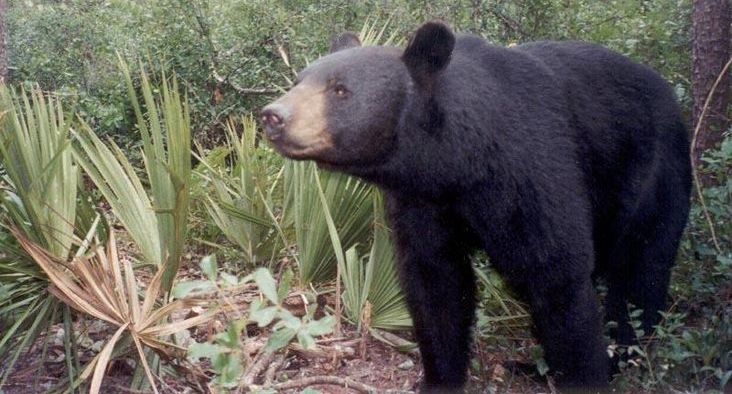 OrlandoPolice's tweet photo. Bear spotted in College Park. 1000 blocks of Bryn Mawr and Smith and 900 blk of New Hampshire (this is NOT the bear) https://t.co/foAdyEd5jP