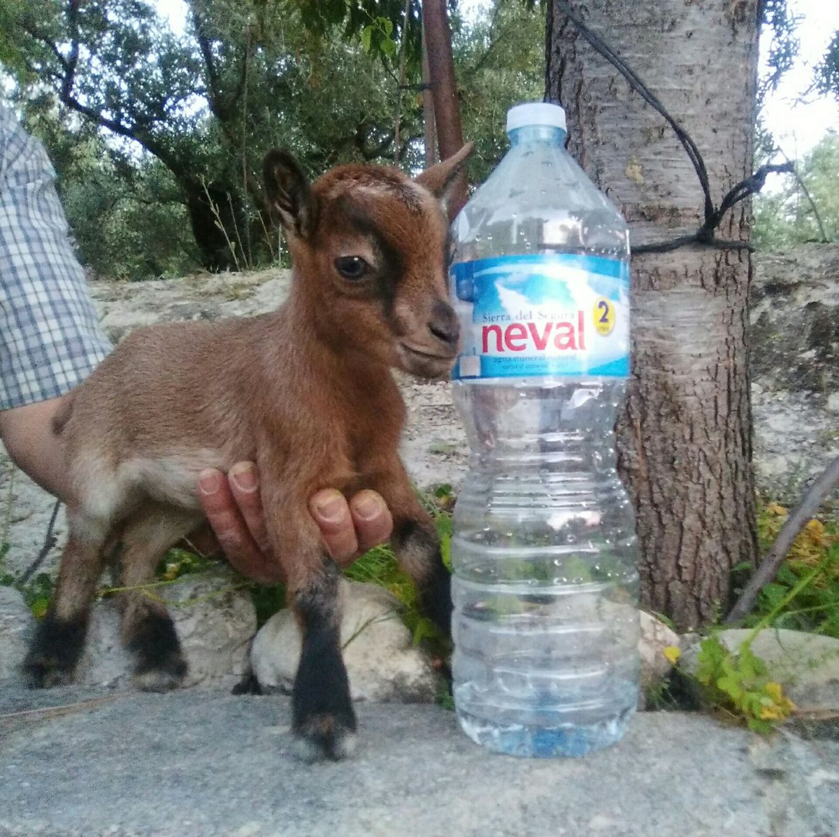 JotaCzl's tweet photo. Mi padre me ha pasado esta foto, acaba de nacer una cabra enana y es mas pequeña que una botella de agua. Adorable. https://t.co/adnk2iY6ZD