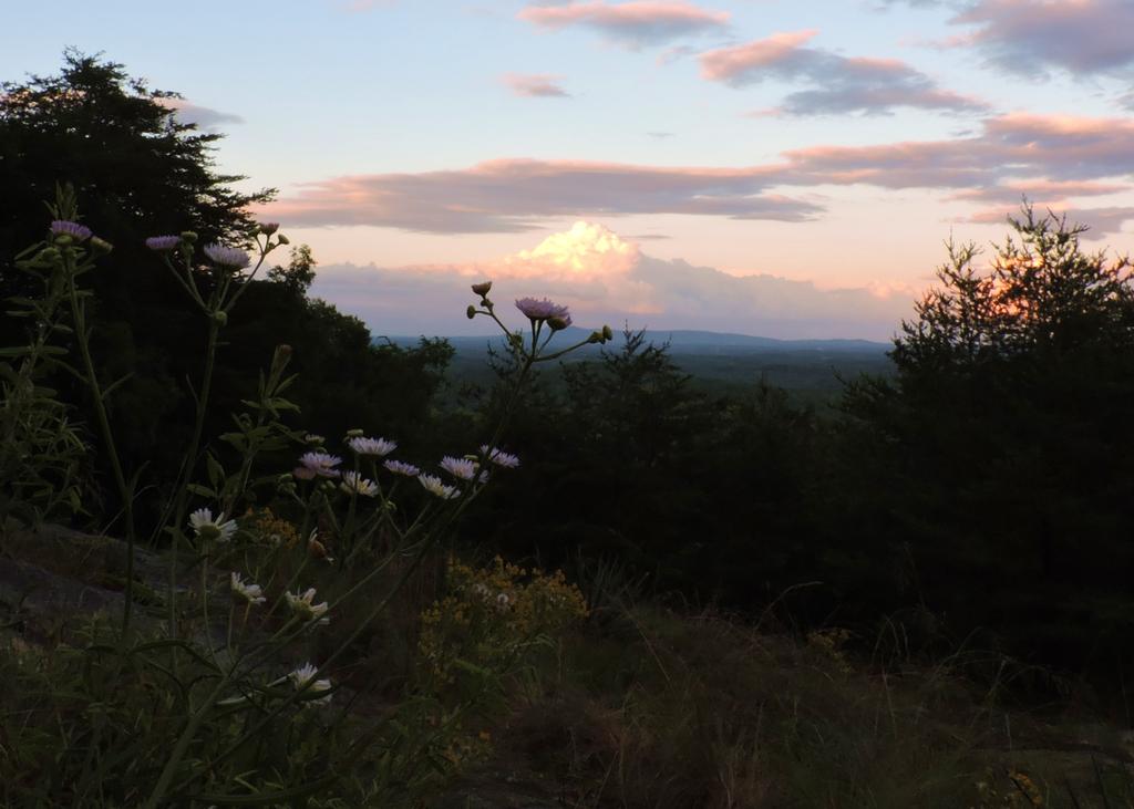 HolsclawMark's tweet photo. Wildflowers on Glassy Mountain in beautiful Pickens,S.C. #HolsclawPhotography #SouthernScenes #Carolina_Sunset https://t.co/teAhOOL0XR