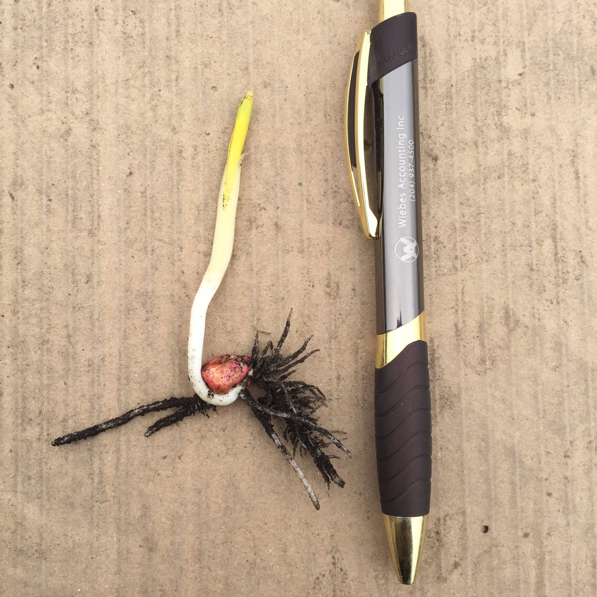 jeremyandres22's tweet photo. Some #P7202AM just starting to find the daylight @PioneerWCanada #plant2016 https://t.co/Csfcjghex3