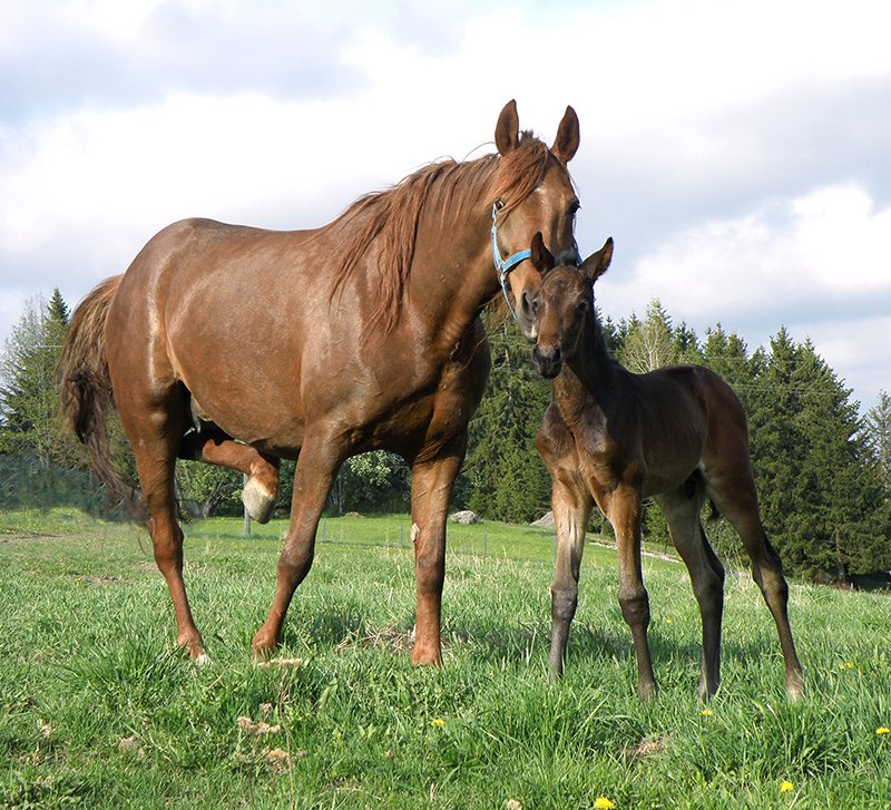 suregrowuk's tweet photo. Provided you've 5cm of grass, your horses can be turned straight back out after an application of #suregrow & #CSM https://t.co/03b7NMrmPU