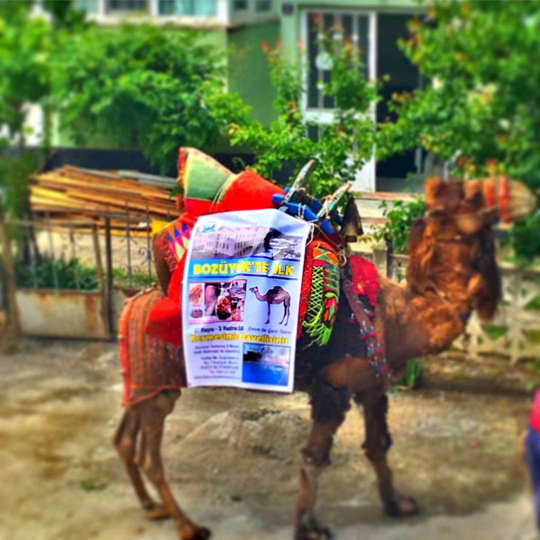 Çok gidesim var, her yere gidesim var seninle..Afrika dahil..
#Bozüyük #Bozüyükİçin #deve