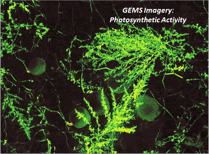 SentekSystems's tweet image. NDVI detects plant stress due to H2O deficiency, disease, nitrogen, weeds #UAV
ow.ly/10niID