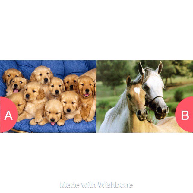 livilouryan's tweet photo. Dogs or horses??;) Tap to vote https://t.co/G7s9ENgLvu.
Vote so I can be featured!☮✌🏼️!I'm out!
        *HUGS* https://t.co/ItmSaLliBa