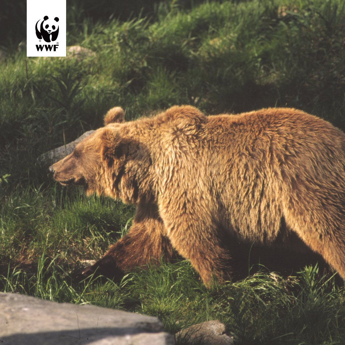 Verovatno znate ko sam ja... Meda, nekrunisani kralj šuma i planina, spretan i okretan. 
#Biodiverzitet