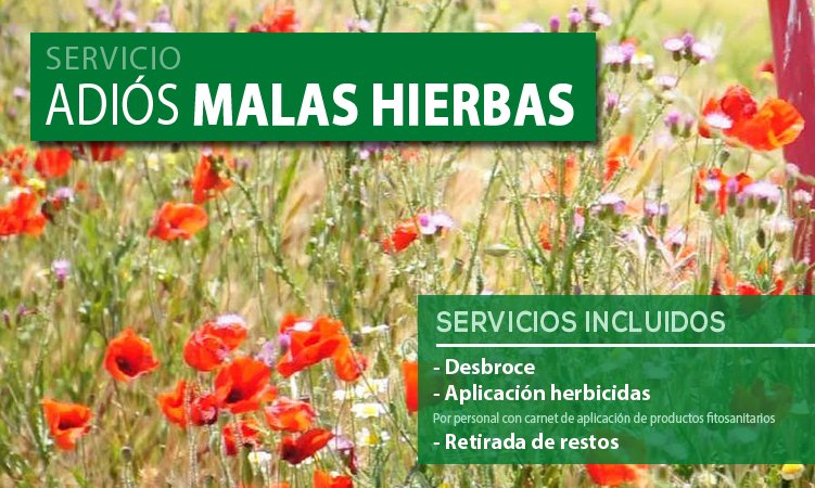 greenfactor_'s tweet image. ¿Te preocupan las #malashierbas?
Di adiós al problema durante un buen tiempo
greenfactor.es
#jardinería
