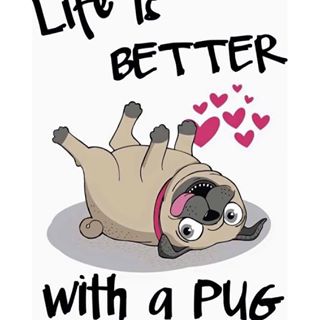 Joy_PhotoCam's tweet photo. ❤️ #pug #mopsinorge #instamops #love #mylife #mybiglove #trønderriketkennel https://t.co/sMCKwOghkL https://t.co/swA2DGZfLL