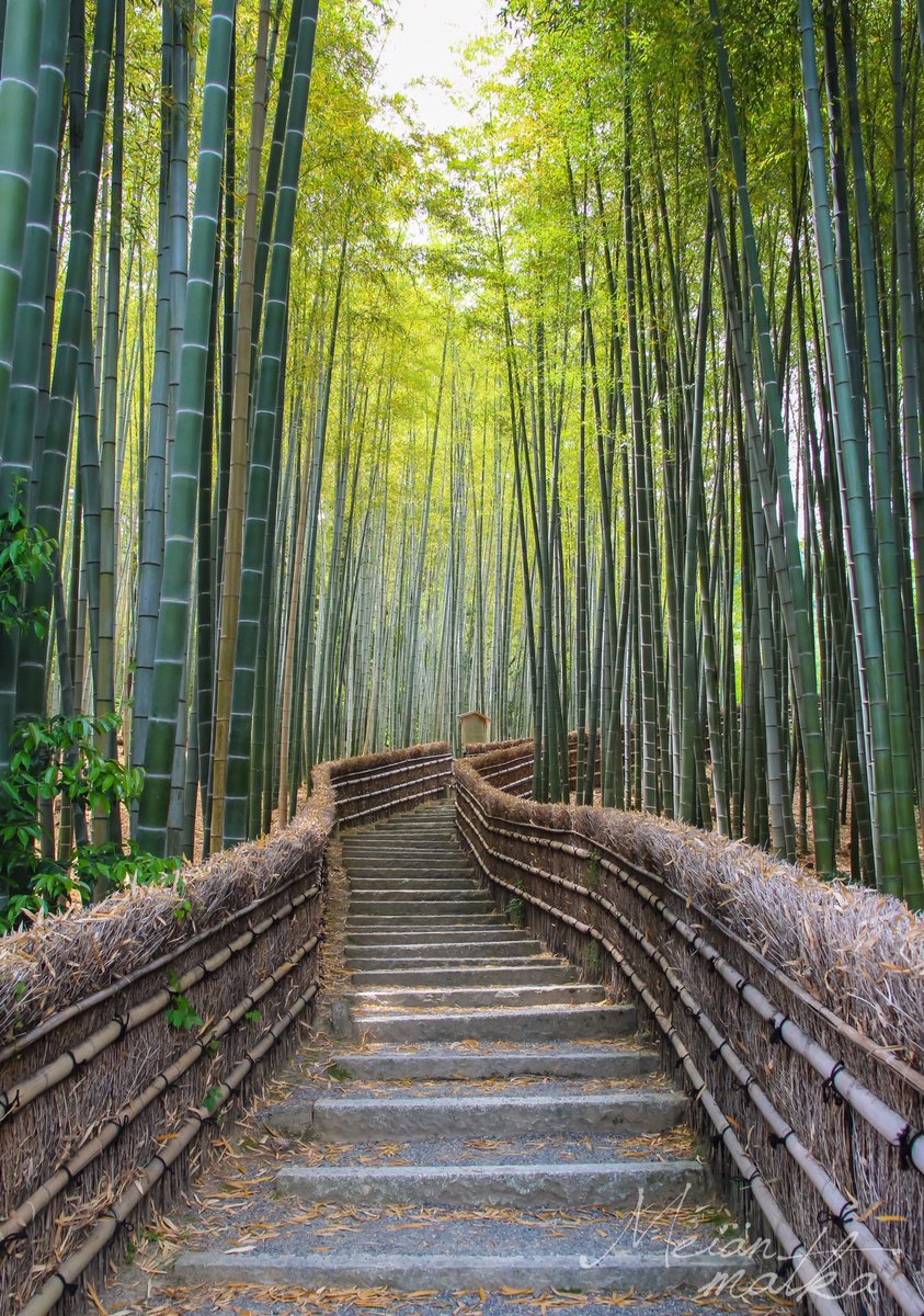 Bamboo forest in Adashino Nembutsu-Ji #matkailu #rantapallo #japan #japani #kyoto #bambooforest #nature