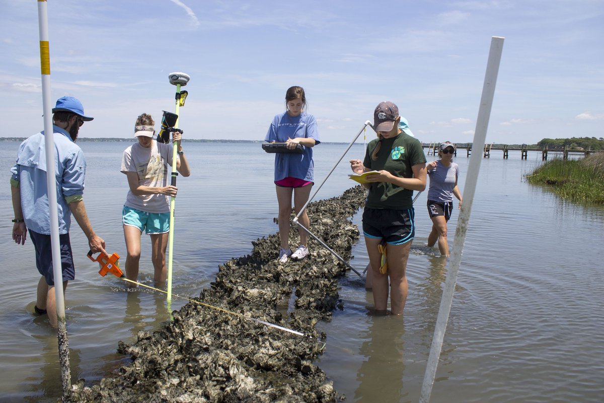 How many marine scientists does it take to study a #livingshoreline? #teamwork #fieldseason #oysters #trinitycenter