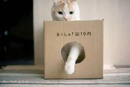 生まれ変わったら猫になりたい Iwannabecat9512 Twitter