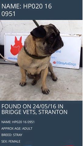 LostboxUK's tweet photo. Are you missing this lovely pug? she was found in #Stranton #Hartlepool Get in touch!
https://t.co/4IJ19czIv4 Pls RT https://t.co/1vSL9E8xaH