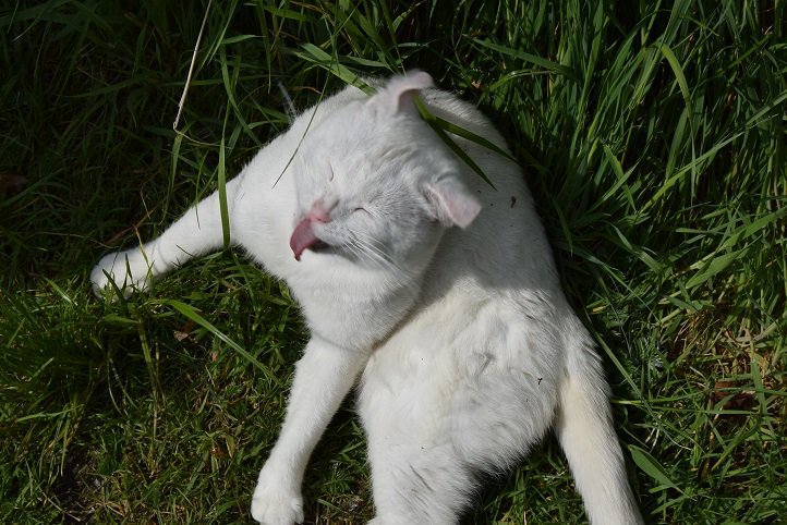 Chalky Choo Choo, Married To Marie ❤️ 🚂 tweet media