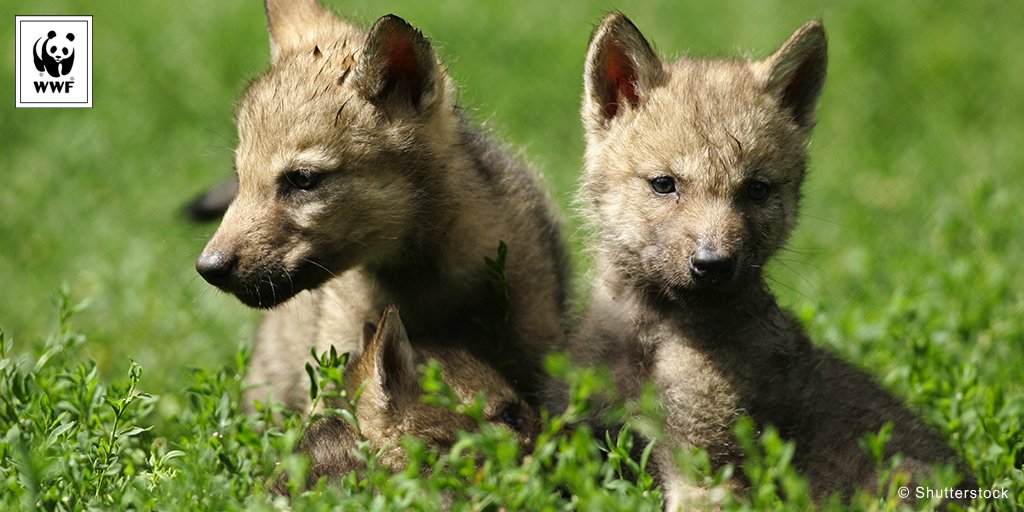 WWFNorge's tweet photo. Ulven må få leve i større deler av landet, i områder som er egnet for rovdyr. https://t.co/3bFhBi7Ofz #Verdtåbevare https://t.co/3B88nUfcKR