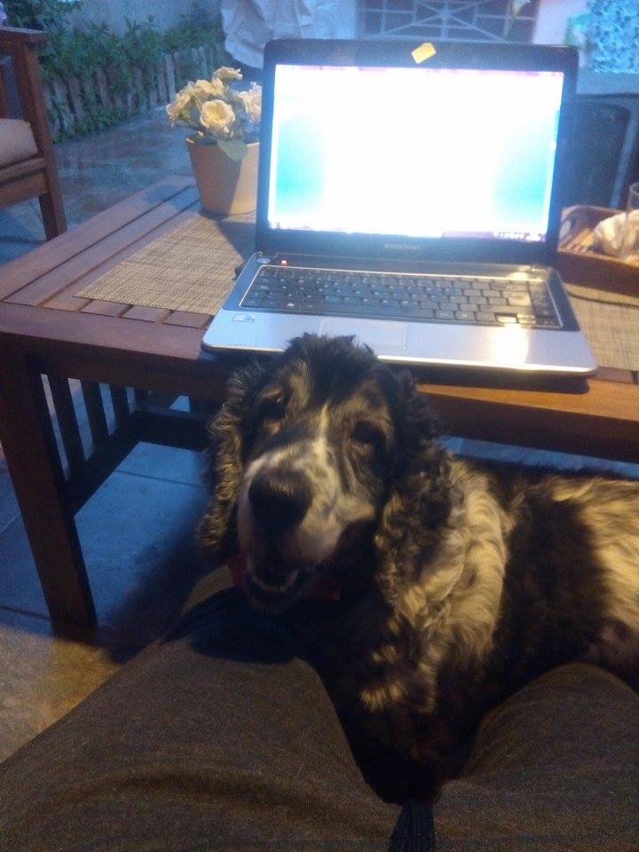 _MariaRo's tweet image. Cuando tu perro no te deja trabajar #olakase #metiraslapelotaokase