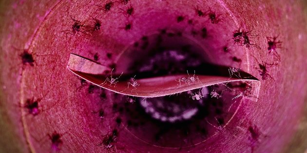 Nature's tweet image. Biotech firm wants to market bacteria-infected mosquitoes to prevent Zika spread bit.ly/27RcrRC