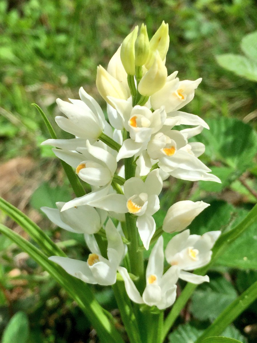 Feldbotanik's tweet photo. White beauties of mild and open forests:
#Cephalanthera longifolia
#Sanicula europaea
#Asperula taurina https://t.co/K2ZxAnCOyC