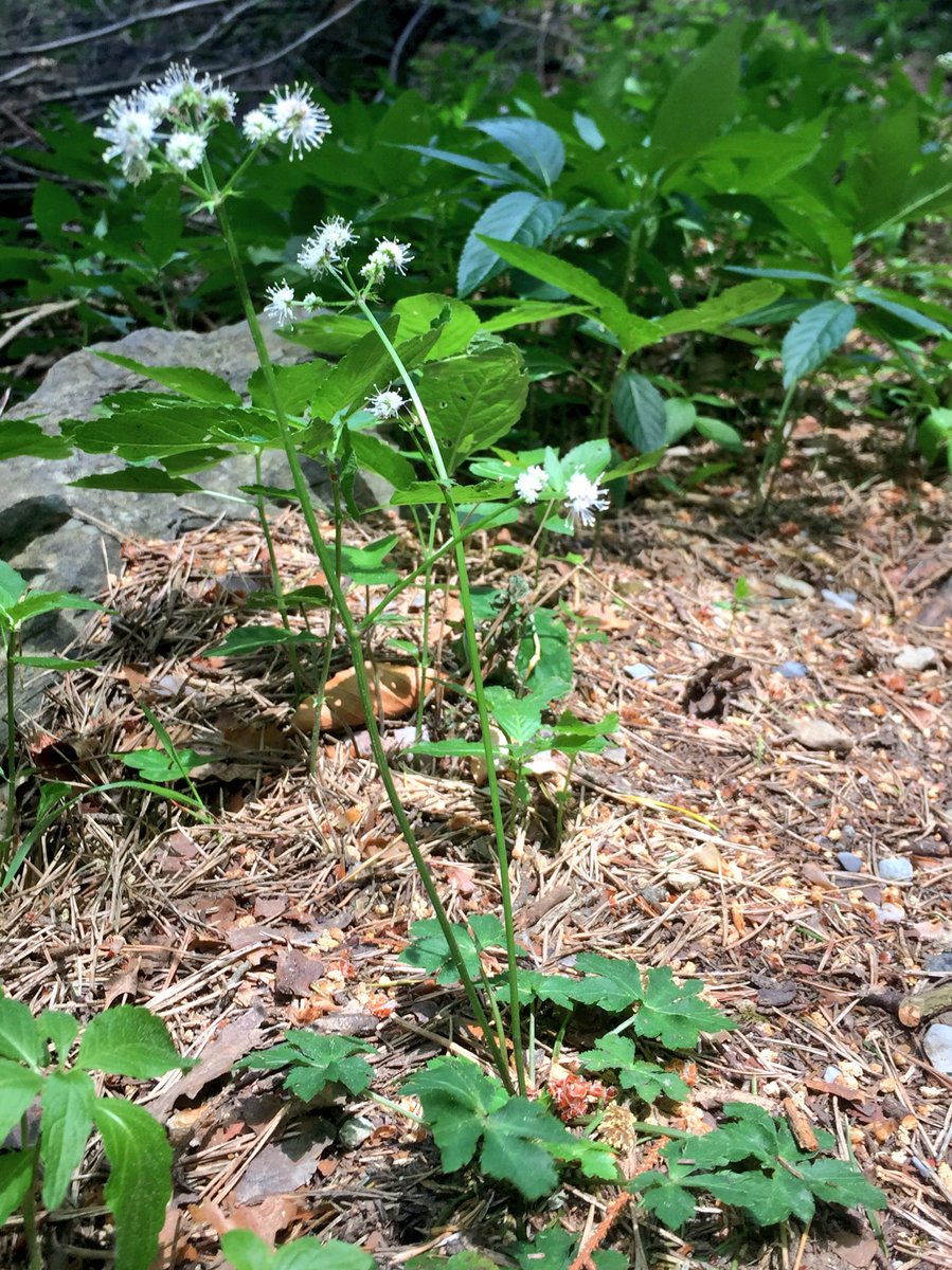 Feldbotanik's tweet photo. White beauties of mild and open forests:
#Cephalanthera longifolia
#Sanicula europaea
#Asperula taurina https://t.co/K2ZxAnCOyC
