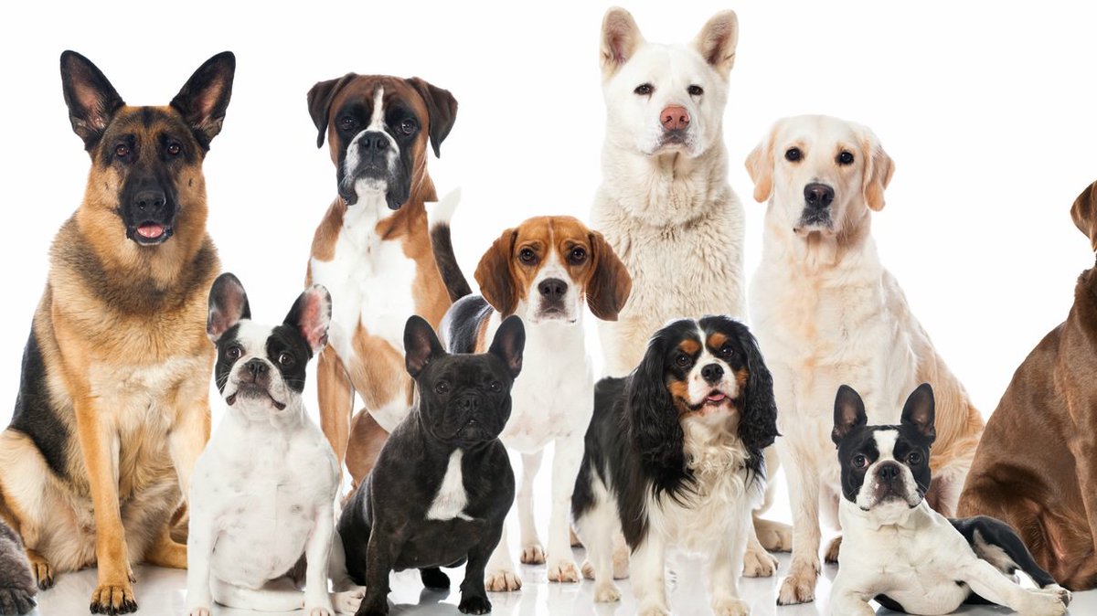 what dog fits your personality quiz