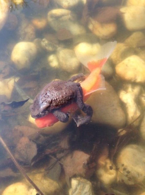 LigoteosUAL's tweet photo. Cuando te dicen que hay miles de peces en el mar pero tú quieres ese pez en concreto https://t.co/zCIwZyhYqa