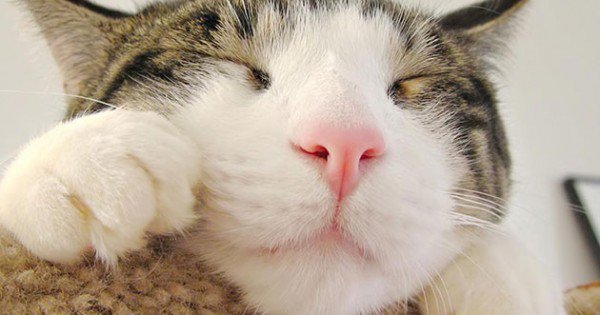 resharelist's tweet image. The 178 Cutest Cat GIFs Ever resharelist.com/cute-cat-gifs/