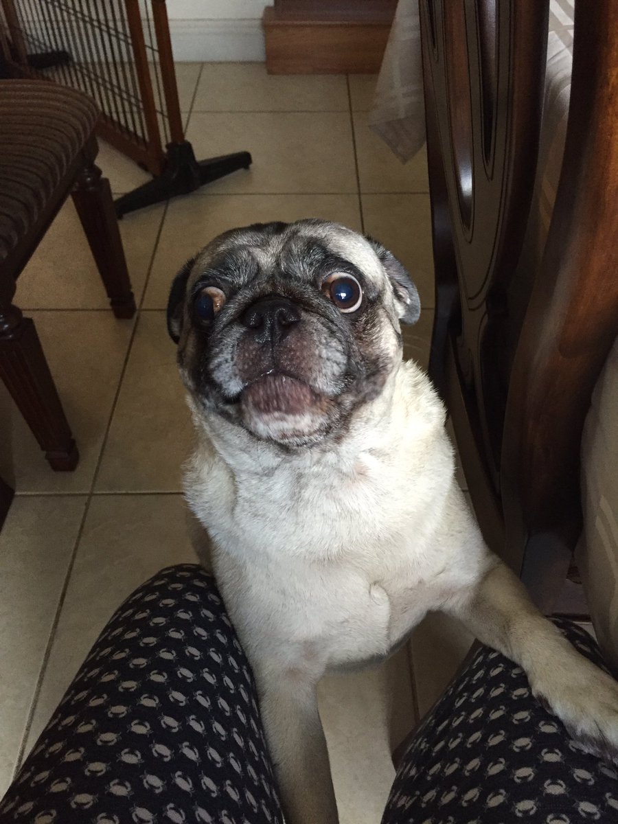 HerculesPug's tweet photo. Did you just put the last piece of food in your mouth???? https://t.co/YtZck5ocNC