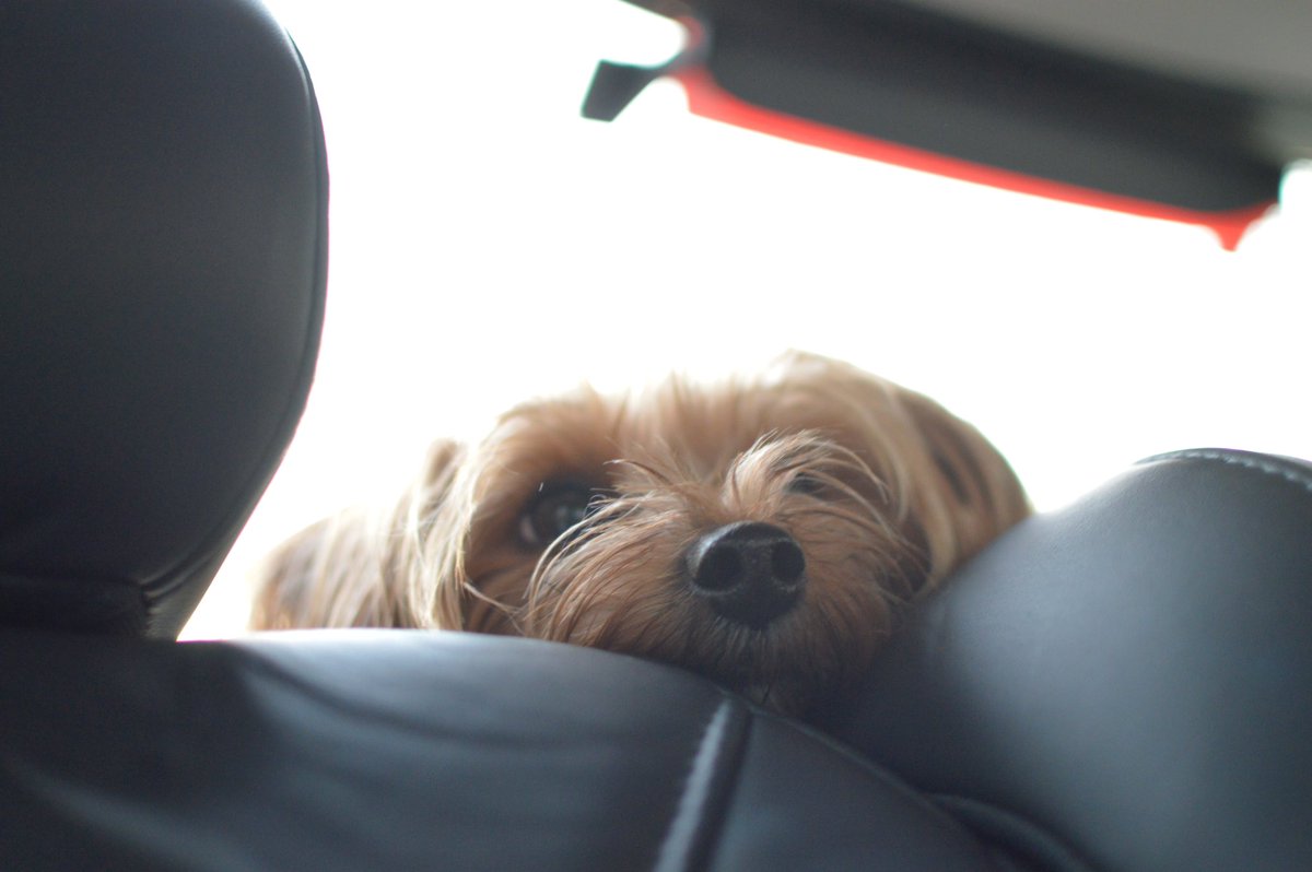 BrakingBar's tweet photo. @ItCanWait how do you feel about @kickstarter projects (with cute dogs) that fight #DistractedDriving? https://t.co/6RHkHfy6oQ