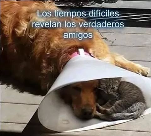 petdarlingworld's tweet image. Ellos siempre estan cerca en los Tiempos Difíciles... 🐶🐱🐎🐱

★★ Si amas los animales, SÍGUENOS!