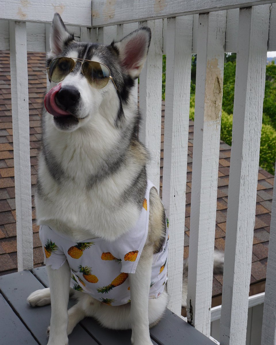 awpollo's tweet photo. Even I know I'm cute. #HuskyNation #alaskanmalamute #CaliforniaDreamin #CaliforniaFeelsTheBern #raybans https://t.co/msuPoJkxAn