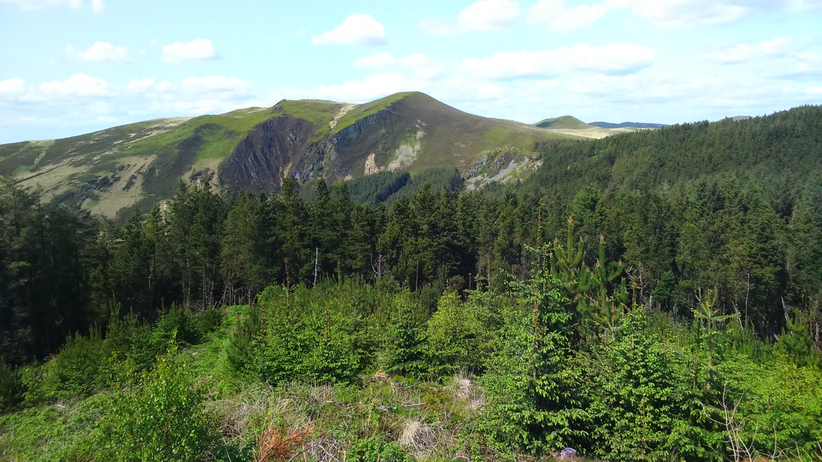 Sometimes, just sometimes, you find a gem in the Cambrian mountains. #Thesheepaintgotitall