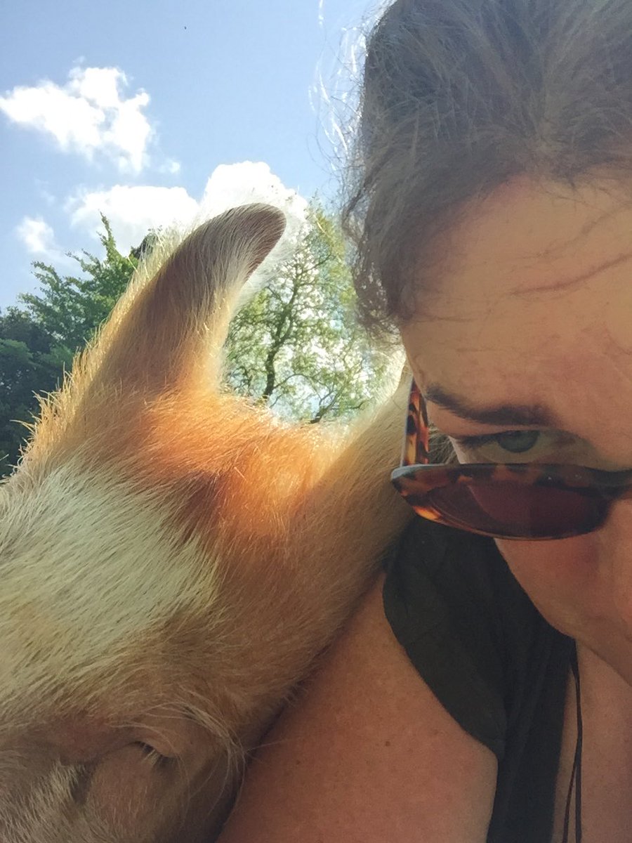 ThreePaddocks's tweet image. When a 100+kg pig lies down beside you on a rug what else can you do but take a selfie?