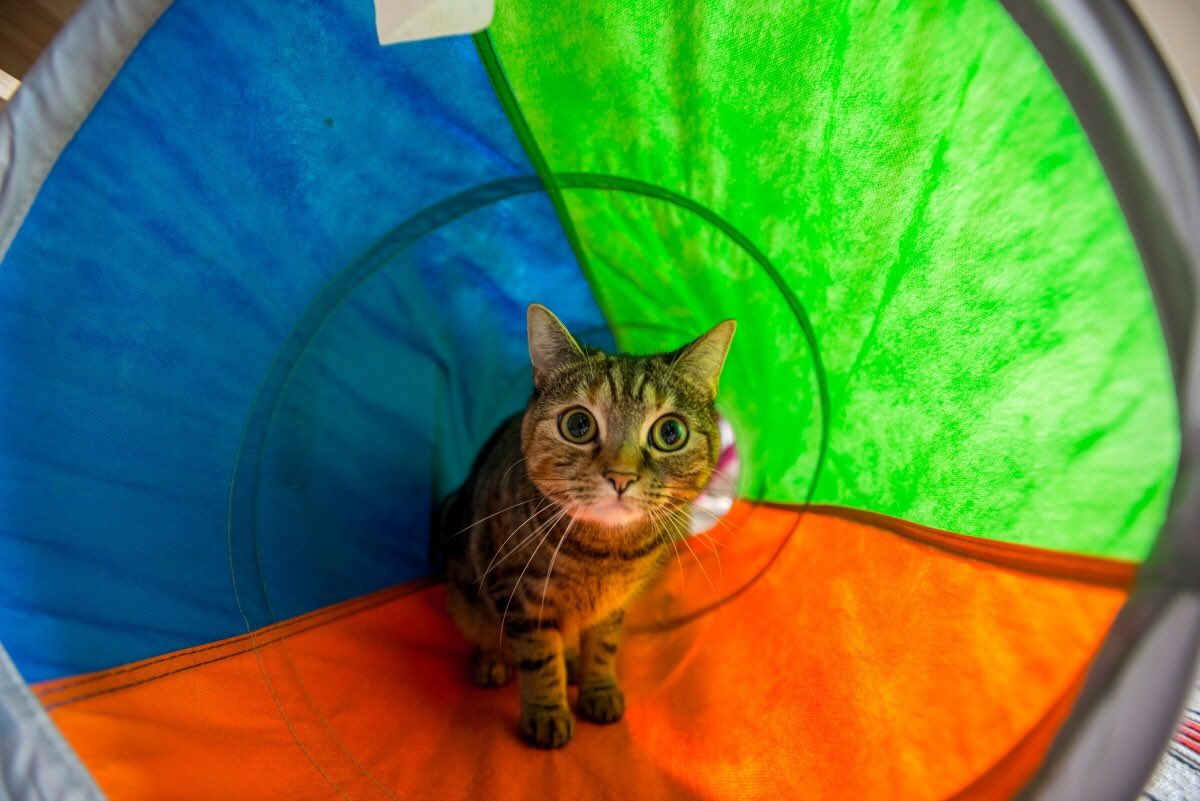 romantic_radio's tweet photo. @AmazonUK this is my tuna, we're reunited after 35days she's gone missing! #AmazonPets https://t.co/onXppQMX57