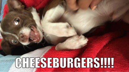 TonyStarkTheChi's tweet photo. #Tonystarkthechihuahua did someone say #CHEESEBURGERS ?!? https://t.co/cZtDZ0Ejog
