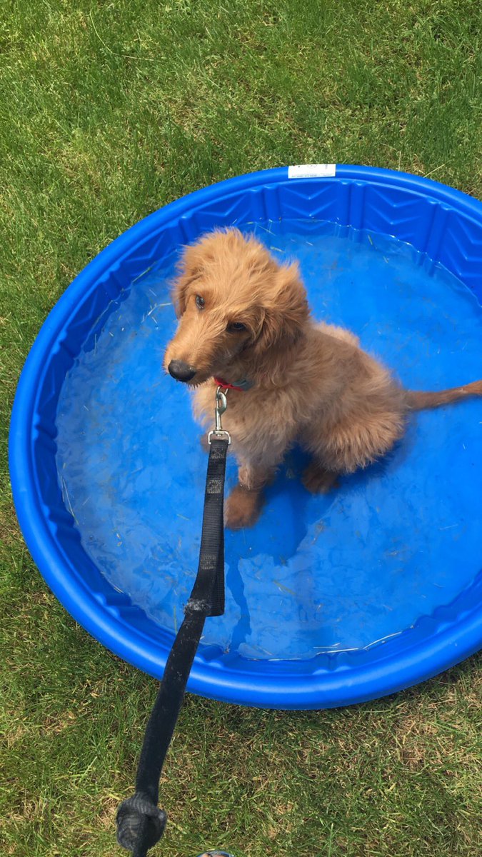 Coach_Flegel's tweet photo. Y'all think it's cute but wet dog smell ain't no joke π· #PuppyPoolTime https://t.co/rCQo0IkF8j