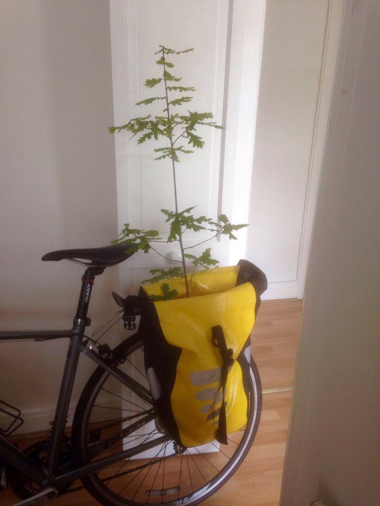 AncientTreesATF's tweet photo. 1000 yr old Windsor Oak seedling loaded for #Fund4Trees bike ride to Paris.Thanx to Crown Estate & Ted Green 🇬🇧🚴🌳🇫🇷 https://t.co/5Oh0PqpTom