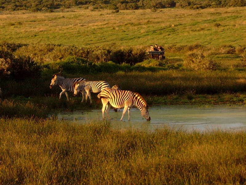 seekyourtrips's tweet photo. Major African Safari Attractions
https://t.co/Z6QPJIT6qC https://t.co/jRhHv5msf2