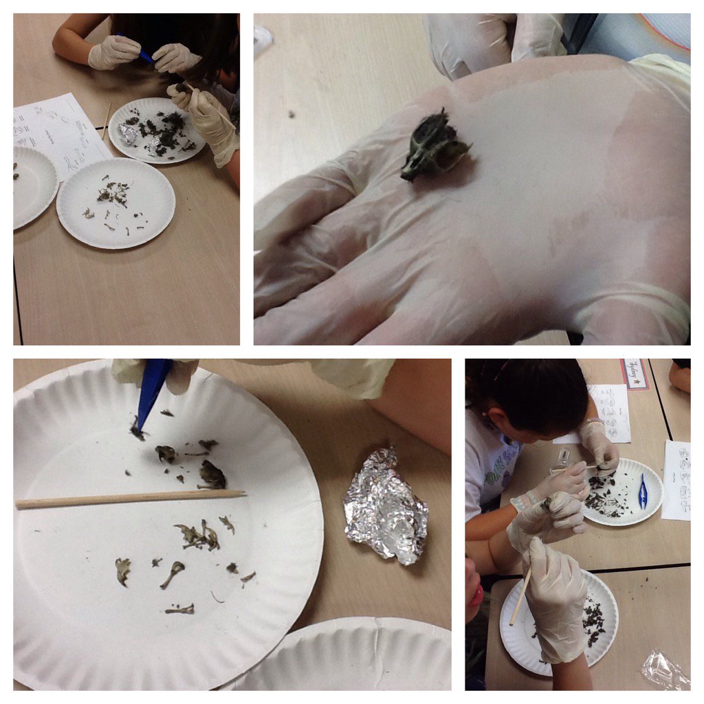 Examining bones to identify the owls prey.